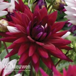 Dahlia 'Rebecca's World' 8 Dahlia 'Rebecca's World' -GardenJoy Sales Store dahl 70042v C