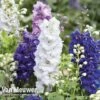 Delphinium Hybridum 'Magic Fountains Mixed' -GardenJoy Sales Store delp v46937 d