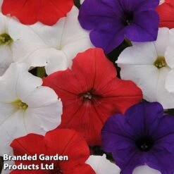 Petunia 'Easy Wave Union Jack Mix' -GardenJoy Sales Store flag2