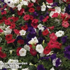 Petunia 'Easy Wave Union Jack Mix' -GardenJoy Sales Store flag3