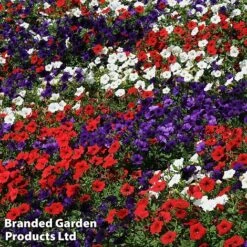 Petunia 'Easy Wave Union Jack Mix' -GardenJoy Sales Store flag4