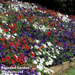Petunia 'Easy Wave Union Jack Mix' -GardenJoy Sales Store flag5