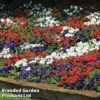 Petunia 'Easy Wave Union Jack Mix'