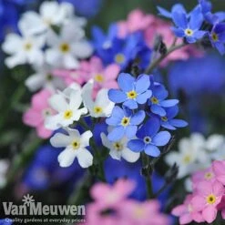 Forget-Me-Not 'Sylva Mixed' (Garden Ready) -GardenJoy Sales Store forget 2