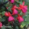 Fuchsia 'Fusion' -GardenJoy Sales Store fuch1