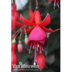 Fuchsia 'Fusion' -GardenJoy Sales Store fuch2