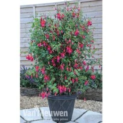 Fuchsia 'Fusion' -GardenJoy Sales Store fuch3