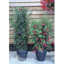 Fuchsia 'Fusion' -GardenJoy Sales Store fuch4