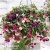 Fuchsia Trailing Pre-Planted Basket -GardenJoy Sales Store fuchsia trailing mix