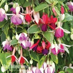 Fuchsia Trailing Pre-Planted Basket -GardenJoy Sales Store fuchtrail