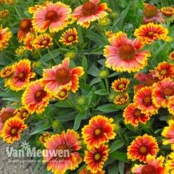 Gaillardia 'Arizona Sun' -GardenJoy Sales Store gail v17402 B