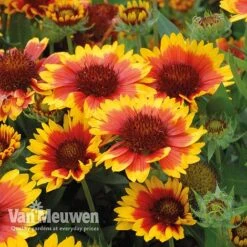 Gaillardia 'Arizona Sun' -GardenJoy Sales Store gail v17402 C