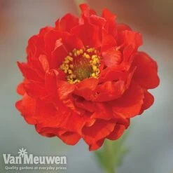 Garden Ready Perennial Collection -GardenJoy Sales Store geum1