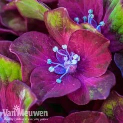 Hydrangea Macrophylla GLAM ROCK 'Horwack' 11 Hydrangea Macrophylla GLAM ROCK 'Horwack' -GardenJoy Sales Store glam1
