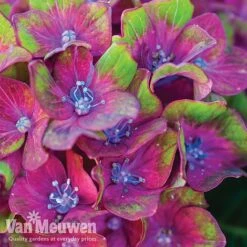 Hydrangea Macrophylla GLAM ROCK 'Horwack' 10 Hydrangea Macrophylla GLAM ROCK 'Horwack' -GardenJoy Sales Store glam2