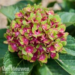Hydrangea Macrophylla GLAM ROCK 'Horwack' 12 Hydrangea Macrophylla GLAM ROCK 'Horwack' -GardenJoy Sales Store glam3