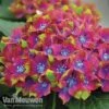 Hydrangea Macrophylla GLAM ROCK 'Horwack' -GardenJoy Sales Store glam5