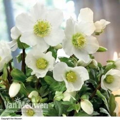 Hellebore 'Christmas Rose' -GardenJoy Sales Store hele