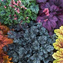 Heuchera 'Mosaic' -GardenJoy Sales Store heuchera NOW1