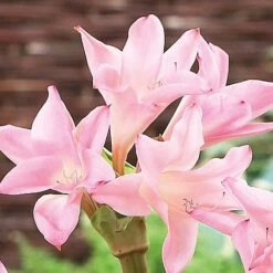 Amarcrinum Memoria-corsii 'Howardii' -GardenJoy Sales Store howard