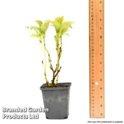 Hydrangea Macrophylla GLAM ROCK 'Horwack' 13 Hydrangea Macrophylla GLAM ROCK 'Horwack' -GardenJoy Sales Store hydr