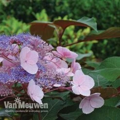 Hydrangea Aspera 'Hot Chocolate' -GardenJoy Sales Store hyrdrangea hot chocolate2