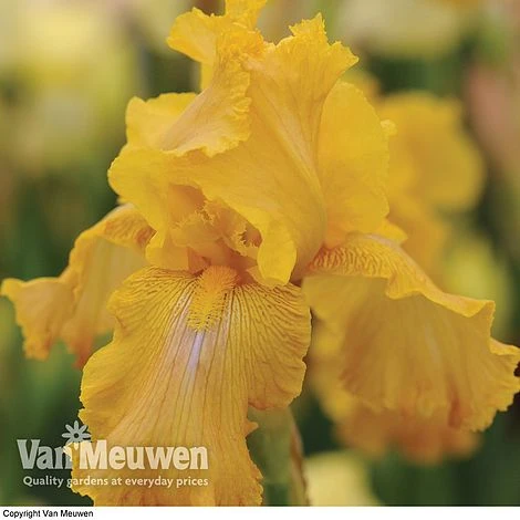 Iris Re-Blooming Collection 4 Iris Re-Blooming Collection - Image 2