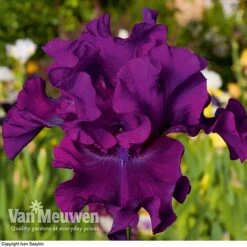 Iris Re-Blooming Collection 10 Iris Re-Blooming Collection -GardenJoy Sales Store iris cantina