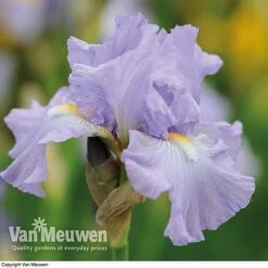 Iris Re-Blooming Collection 13 Iris Re-Blooming Collection -GardenJoy Sales Store iris victoriafalls