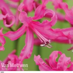 Nerine Bowdenii Collection -GardenJoy Sales Store isabel