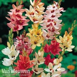 Bumper Spring Bulb Collection -GardenJoy Sales Store ixia main1