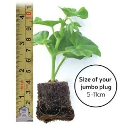 Chrysanthemum 'Incurved Mixed' 9 Chrysanthemum 'Incurved Mixed' -GardenJoy Sales Store jumboplugsize35