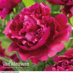 Peony Collection -GardenJoy Sales Store karl rosenfield