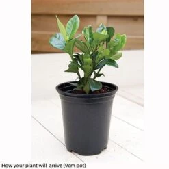 Gardenia Jasminoides 'Kleim's Hardy' -GardenJoy Sales Store kleims example