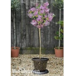 Lilac 'Palibin' -GardenJoy Sales Store lilac b