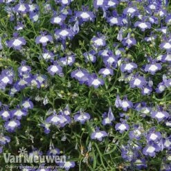 Lobelia 'Waterfall Ice Blue' -GardenJoy Sales Store lob waterfall 2
