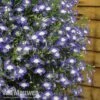 Lobelia 'Waterfall Ice Blue' -GardenJoy Sales Store lob waterfall 3