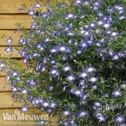 Lobelia 'Waterfall Ice Blue' -GardenJoy Sales Store lob waterfall 4