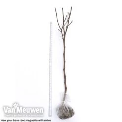 Magnolia 'Red Lucky' -GardenJoy Sales Store magnolia arrival