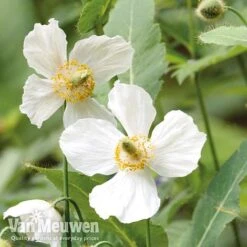 Meconopsis 'Union Jack' Collection -GardenJoy Sales Store meco