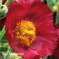 Meconopsis 'Union Jack' Collection -GardenJoy Sales Store meco3