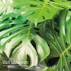 Monstera Deliciosa (House Plant) -GardenJoy Sales Store mons vka2925 c