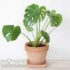 Monstera Deliciosa (House Plant) -GardenJoy Sales Store mons vka2925 e