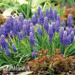 Bumper Spring Bulb Collection -GardenJoy Sales Store musc1