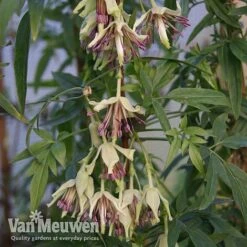 Clematis Napaulensis 8 Clematis Napaulensis -GardenJoy Sales Store nap