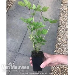 Clematis 'New Love' 13 Clematis 'New Love' -GardenJoy Sales Store new love