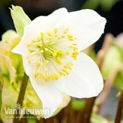 Hellebore 'Christmas Rose' -GardenJoy Sales Store niger