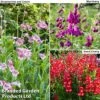 Penstemon 'Ice Cream Collection' -GardenJoy Sales Store penstemon icecream
