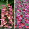 Perennial Foxglove Collection -GardenJoy Sales Store perennial foxglove collection