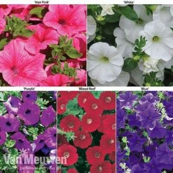 Petunia Surfinia® Collection -GardenJoy Sales Store petu 60645 main